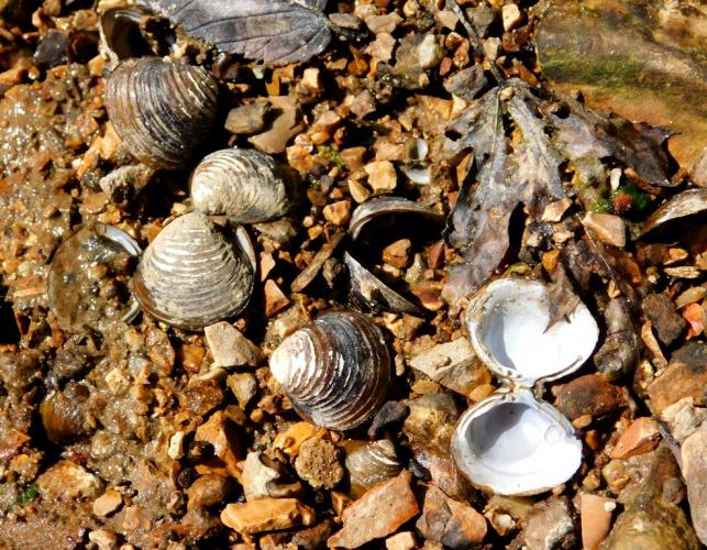 Several Asian clam shells lying on a gravel shore on the Bourbeuse River at Tea Access