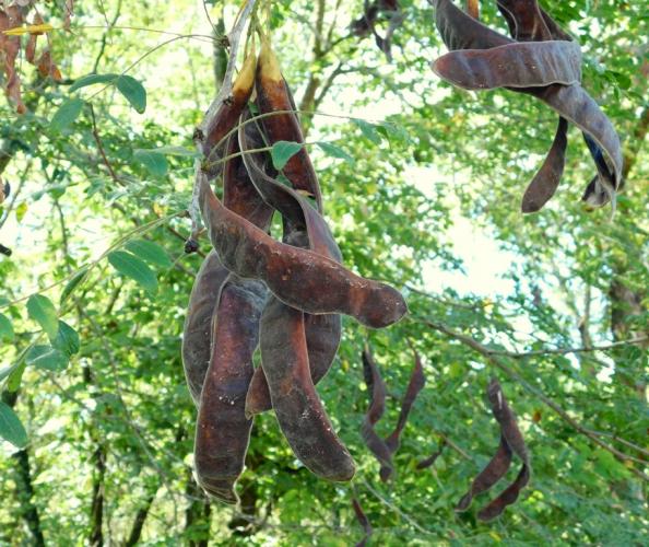 Honey locust pods dangling from a tree near the parking lot at Tea Access