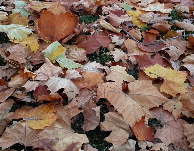 Fallen sycamore leaves carpet the ground under a mature sycamore tree