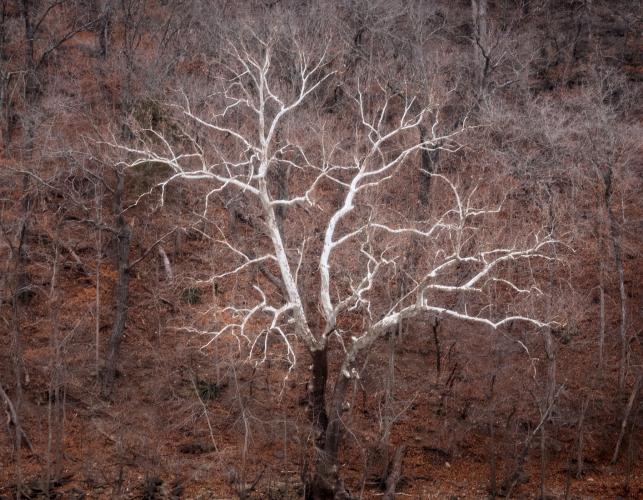 Sycamore tree, bare of leaves, amid other deciduous trees along Osage River in February