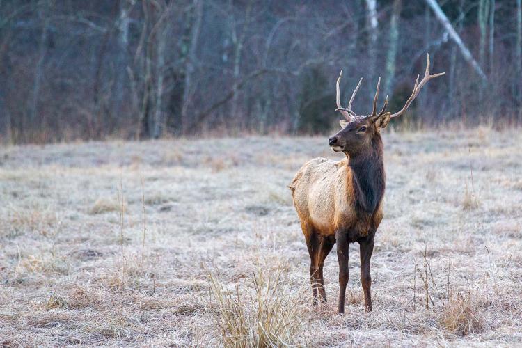 A male elk