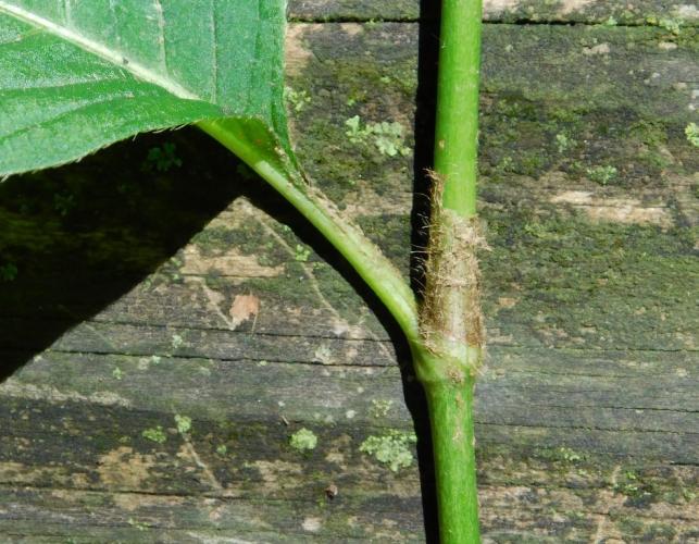 Closeup of a Virginia knotweed stem and petiole showing characteristic ocrea sheath on stem