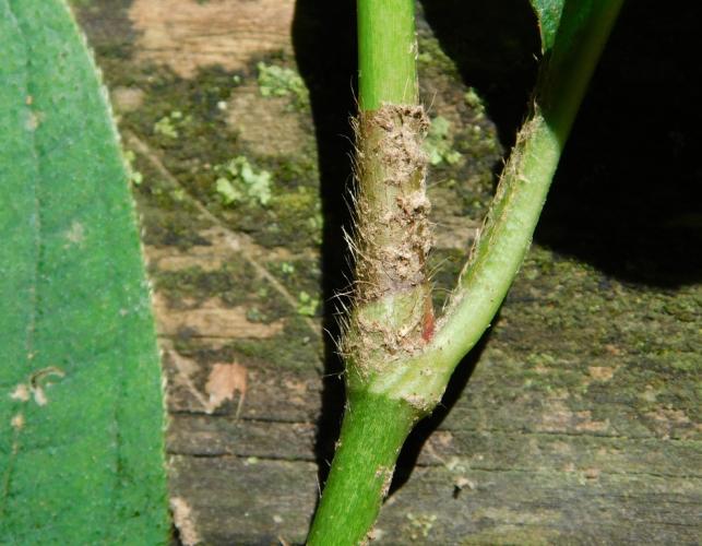 Closeup of a Virginia knotweed stem and petiole showing characteristic ocrea sheath on stem
