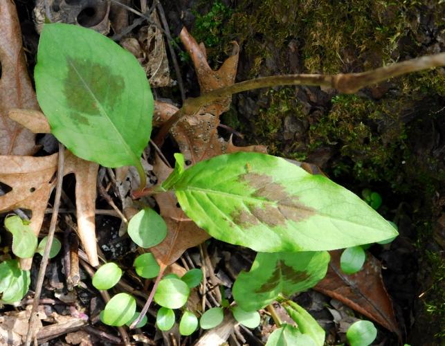 Virginia knotweed, young plant with two leaves showing characteristic brownish markings