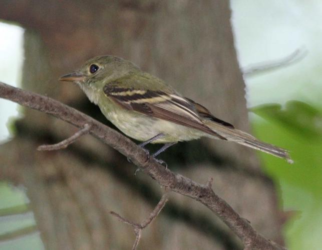 Acadian flycatcher perched on a small branch with a tree trunk in background