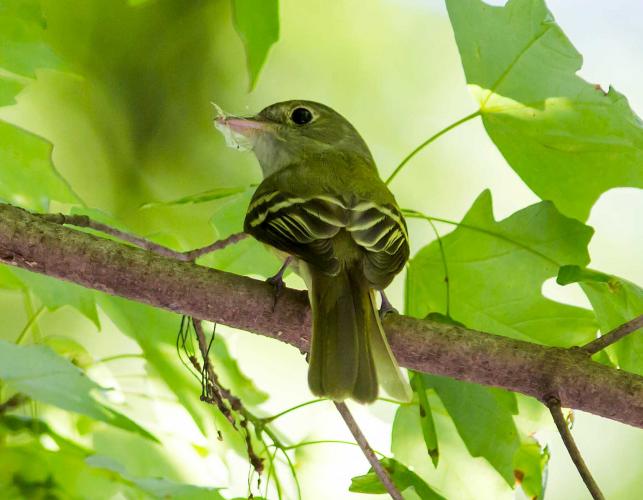 Acadian flycatcher perched on small branch holding a bit of insect silk in its bill