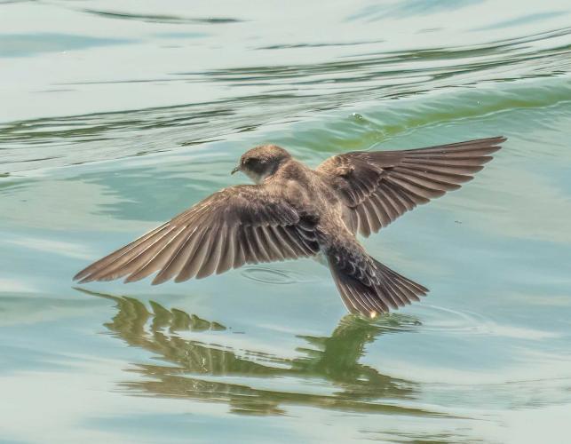 Bank swallow flying just above the water surface of a pond, wings outstretched, viewed mostly from above