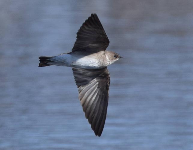 Northern rough-winged swallow flying over water, underparts visible