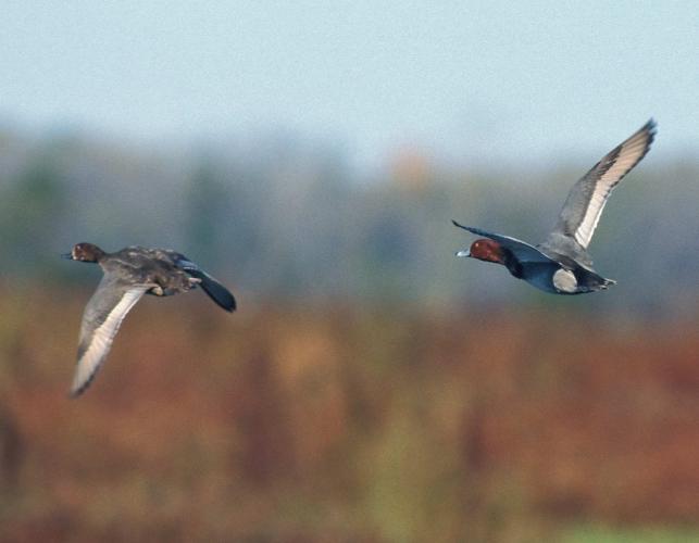 Redhead female (left) and male in flight