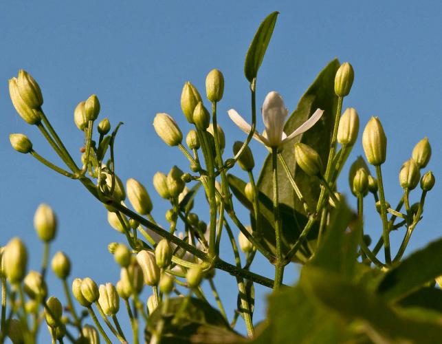 Sweet autumn virginsbower (autumn clematis) flower buds, side view, with a blue sky in background