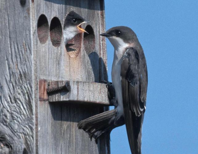 Tree swallow perching at nest box, with a nestling sticking its head out, bill open