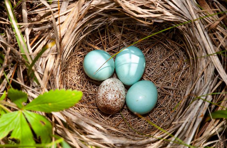 Robin nest with a cowbird egg