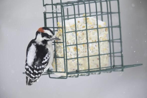 Downy woodpecker at suet feeder