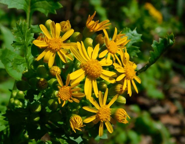 Butterweed blooming at Mokane Access, April 26, 2020