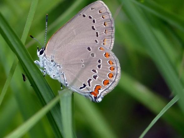 Coral hairstreak butterfly