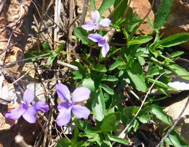 Plains violet, or wayside violet, Viola viarum, plants in bloom