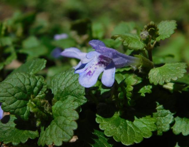 Ground ivy or creeping Charlie flowers and leaves