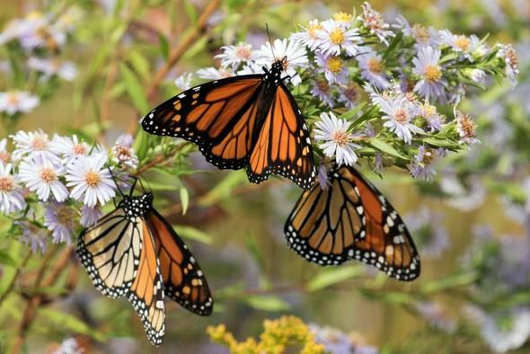 Three monarch butterflies on native flowers