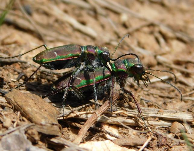Mating pair of common claybank tiger beetles at Smith CA, April 16, 2022