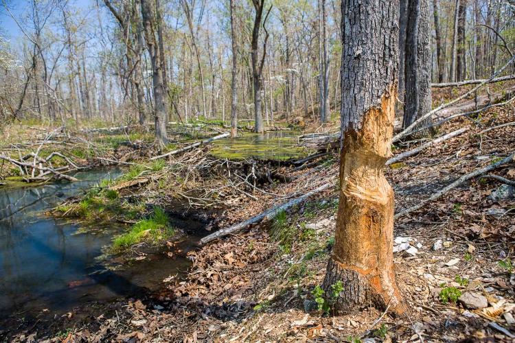 Tree eaten by a beaver