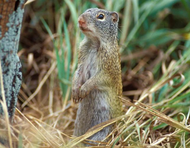 Franklin's ground squirrel sitting up on its hind legs