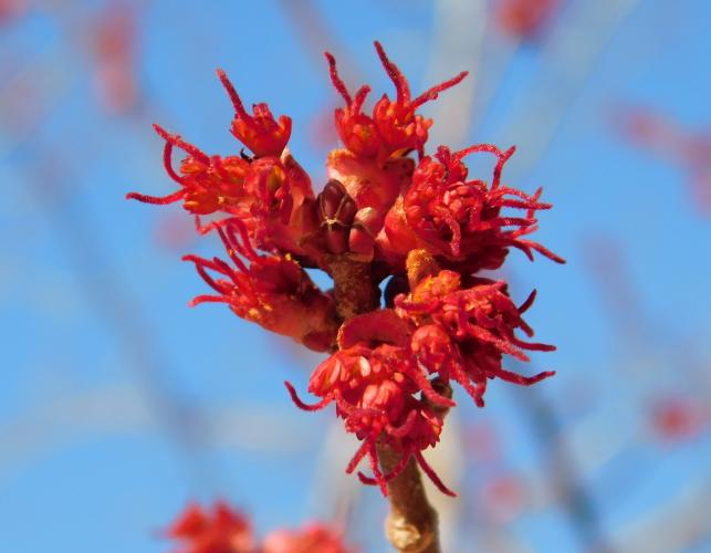 Red maple bright red flower cluster blooming against a blue sky