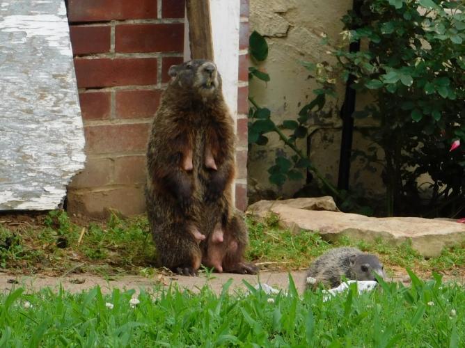 Woodchuck mother standing upright, teats showing, near burrow entrance by house with young nearby