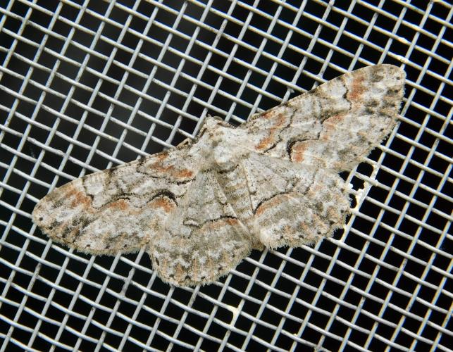 Brown-shaded gray moth resting on a window screen