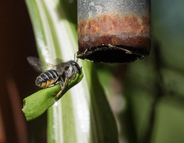 Leafcutter bee (Megachile sp.) in flight, carrying a leaf fragment to her nest in the bottom of a metal tube