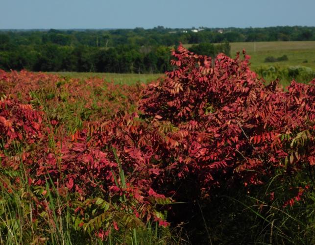 Winged sumac colony turning fall color, or suffering from herbicide application, at Paintbrush Prairie, Pettis County, Mo., August 28, 2022