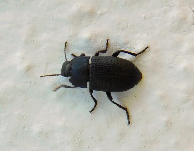 A darkling beetle, genus Asiopus, walking on a white-painted wall