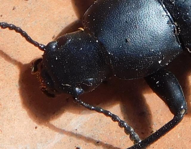 Darkling beetle, probably Alobates pensylvanicus, closeup of head showing shelf-like structure above antenna