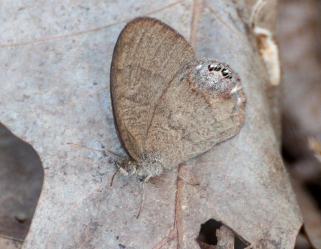 Gemmed satyr butterfly resting on a dead oak leaf