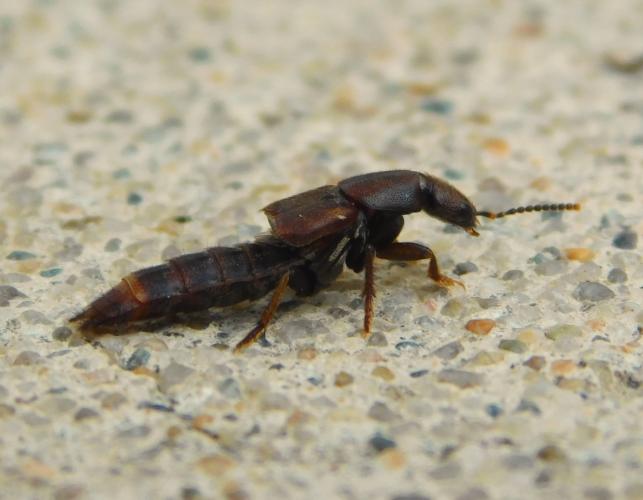 Rove beetle, Platydracus sp., side view