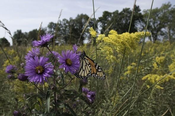 Monarch butterfly feeds on New England aster
