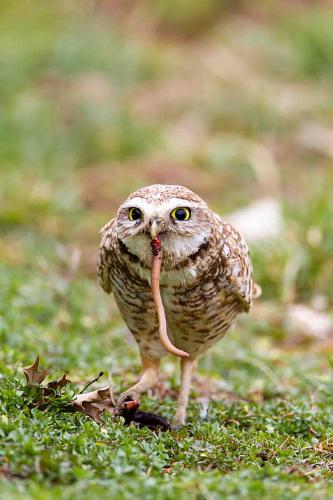 Owl eating a worm