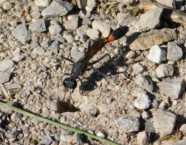 Female ammophila wasp, or thread-waisted wasp, near burrow in gravelly substrate