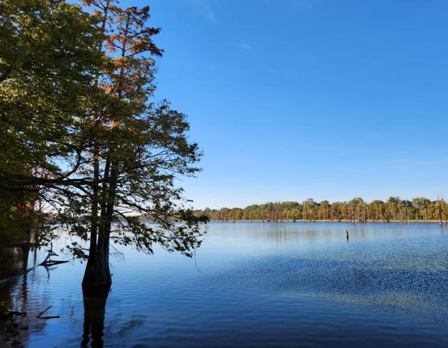 Robert G. Delaney Lake Conservation Area scenic view of lake, toward the west, with bald cypress at left
