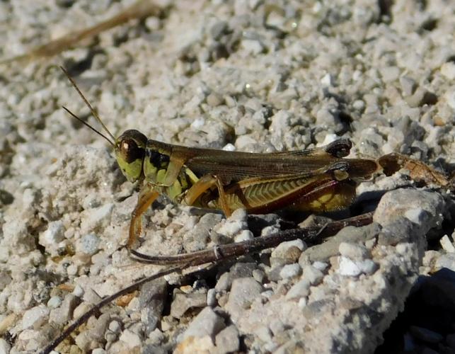 Red-legged grasshopper resting on the dusty gravel surface of the Katy Trail, Callaway County, Missouri, late September 2022
