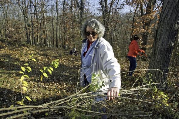 volunteer removing invasive bush honeysuckle at Crestwood Park