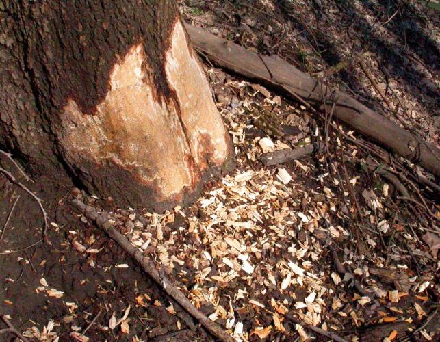 Base of tree missing a large patch of bark that has been chewed away by a beaver; wood chips lie on the ground beneath