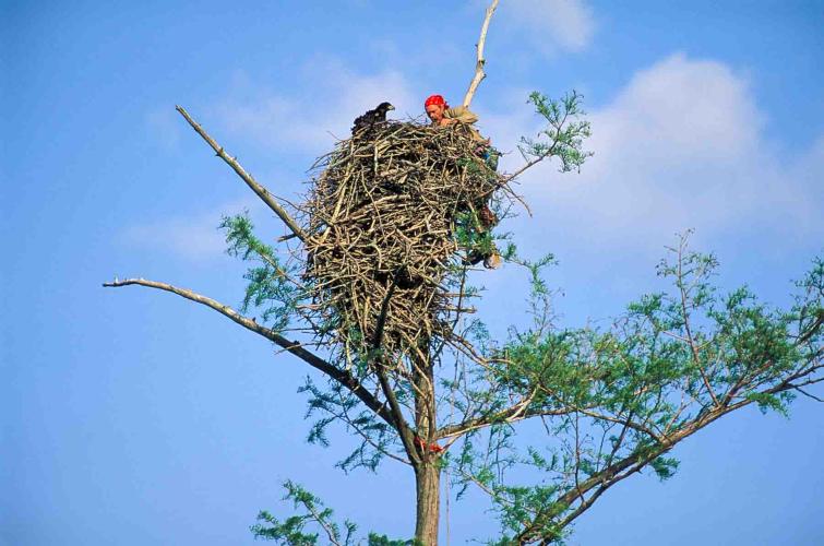 A Biologist in a Birds Nest
