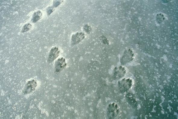 Wildlife tracks in snow
