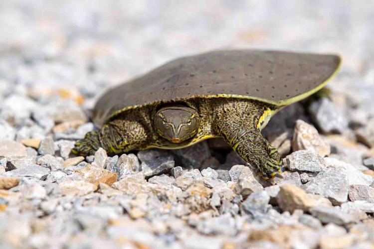 Eastern spiny softshell turtle