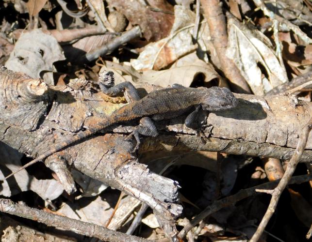 Prairie lizard resting on a fallen branch along the Katy Trail near Portland, Missouri
