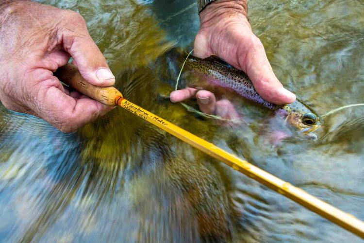 Catching a fish with a bamboo flyrod