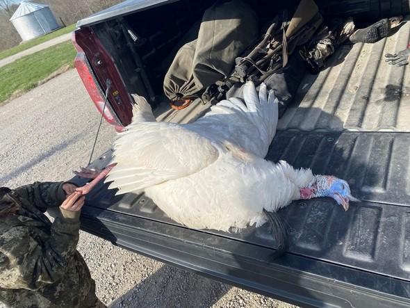 All-white turkey on bed of truck