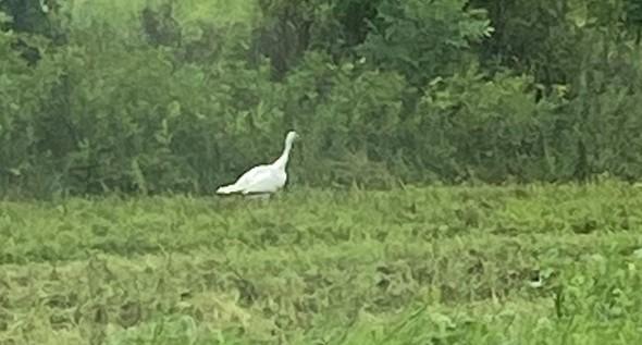 White turkey on Settle's Ford Conservation Area