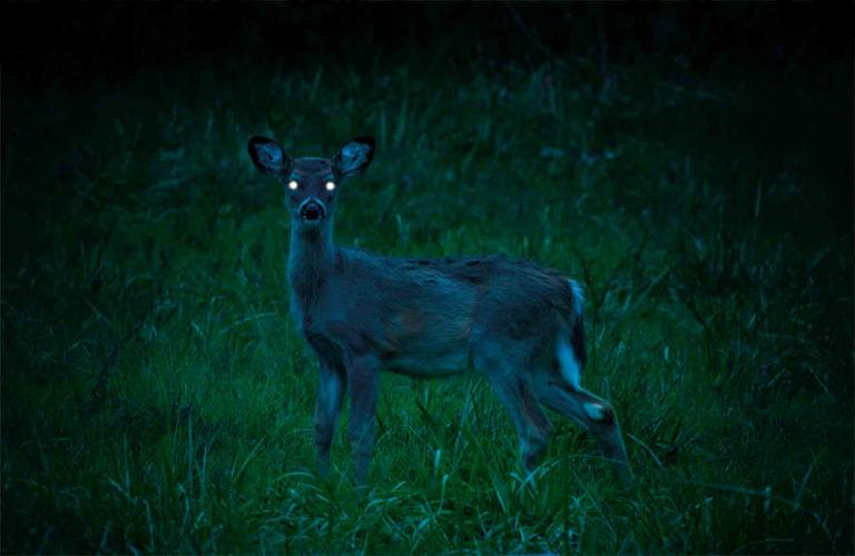 Deer at night