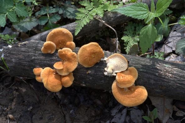 Mushrooms on log